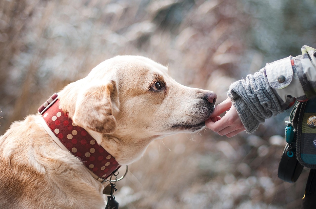 Golden Labrador gently greeting a person's outstretched hand